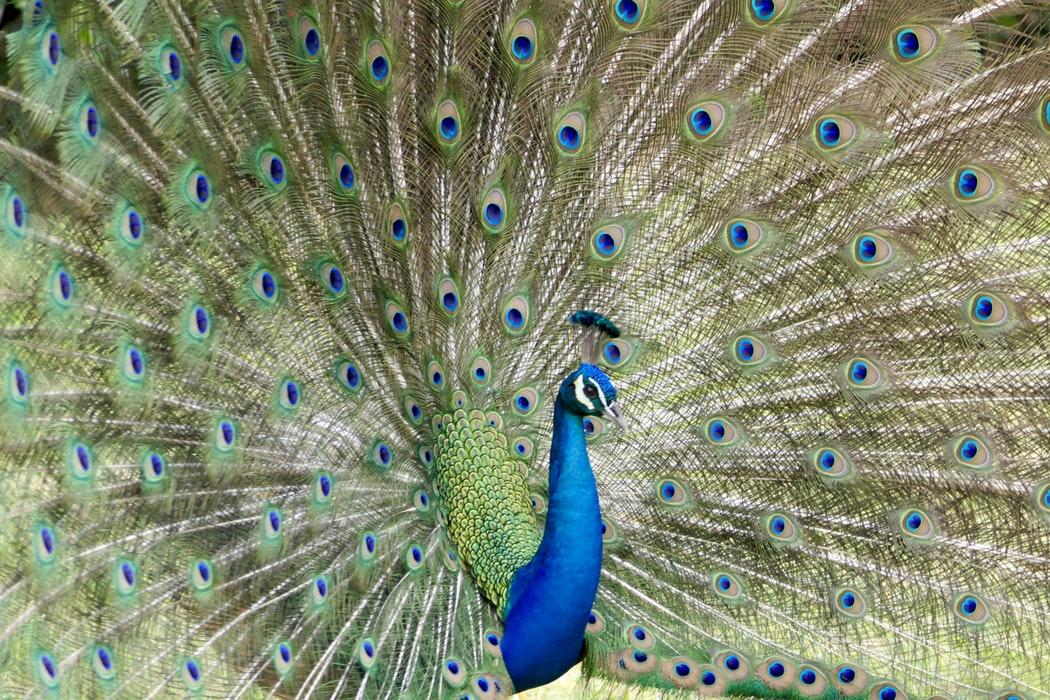 LE PAON : MESSAGER DES COULEURS ET DE L’ÉLÉGANCE À TRAVERS LES ÂGES